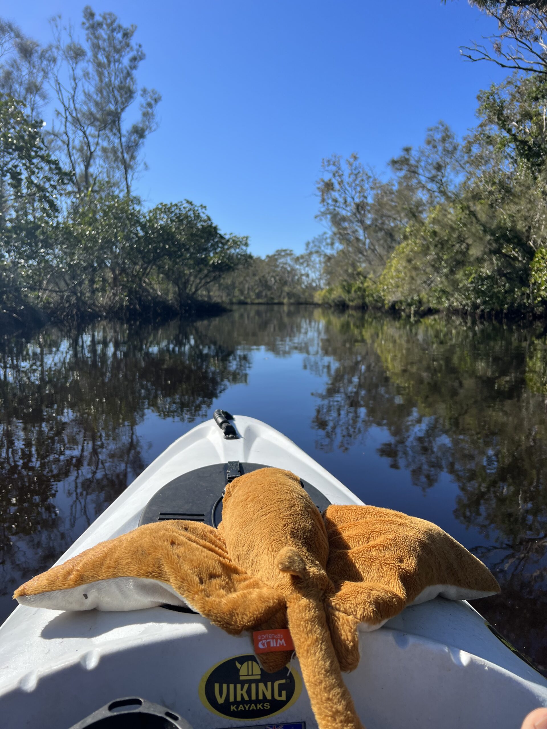 Kayaks & Stingrays: discover hidden creeks whilst spotting Stingrays