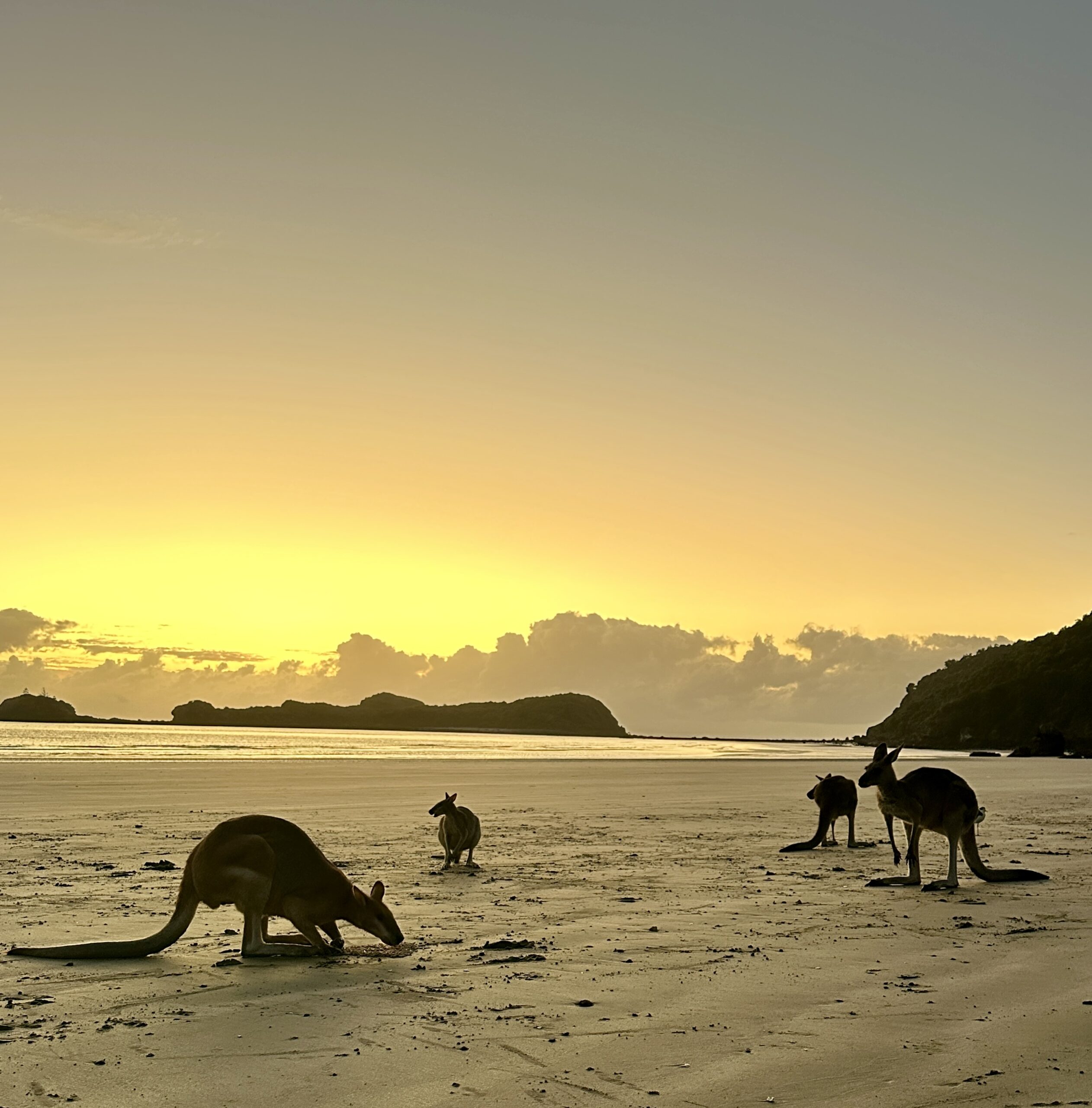 Beach Sunrise with the Wallabies