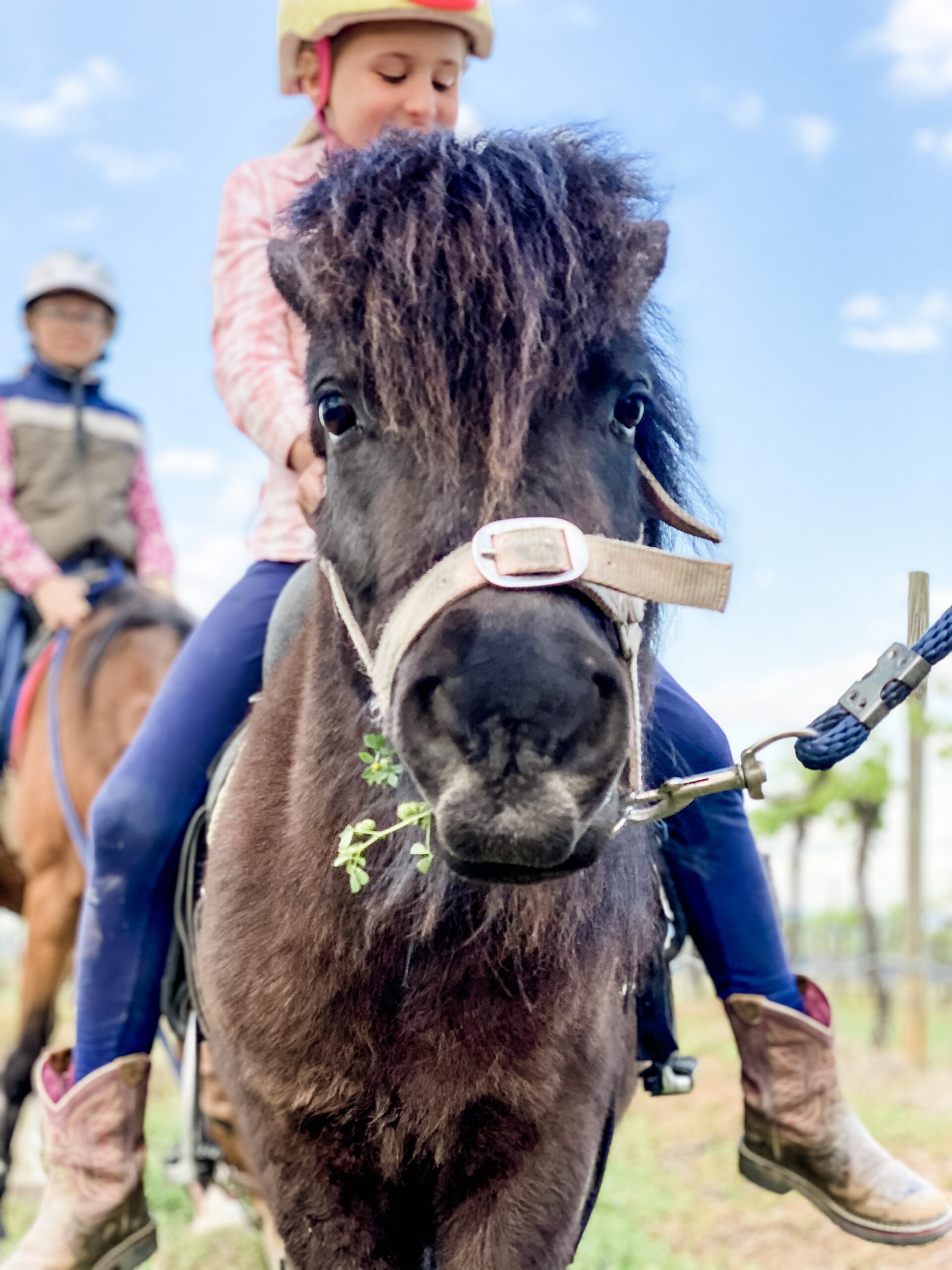 20-minute Child Lead Farmland Pony Trek