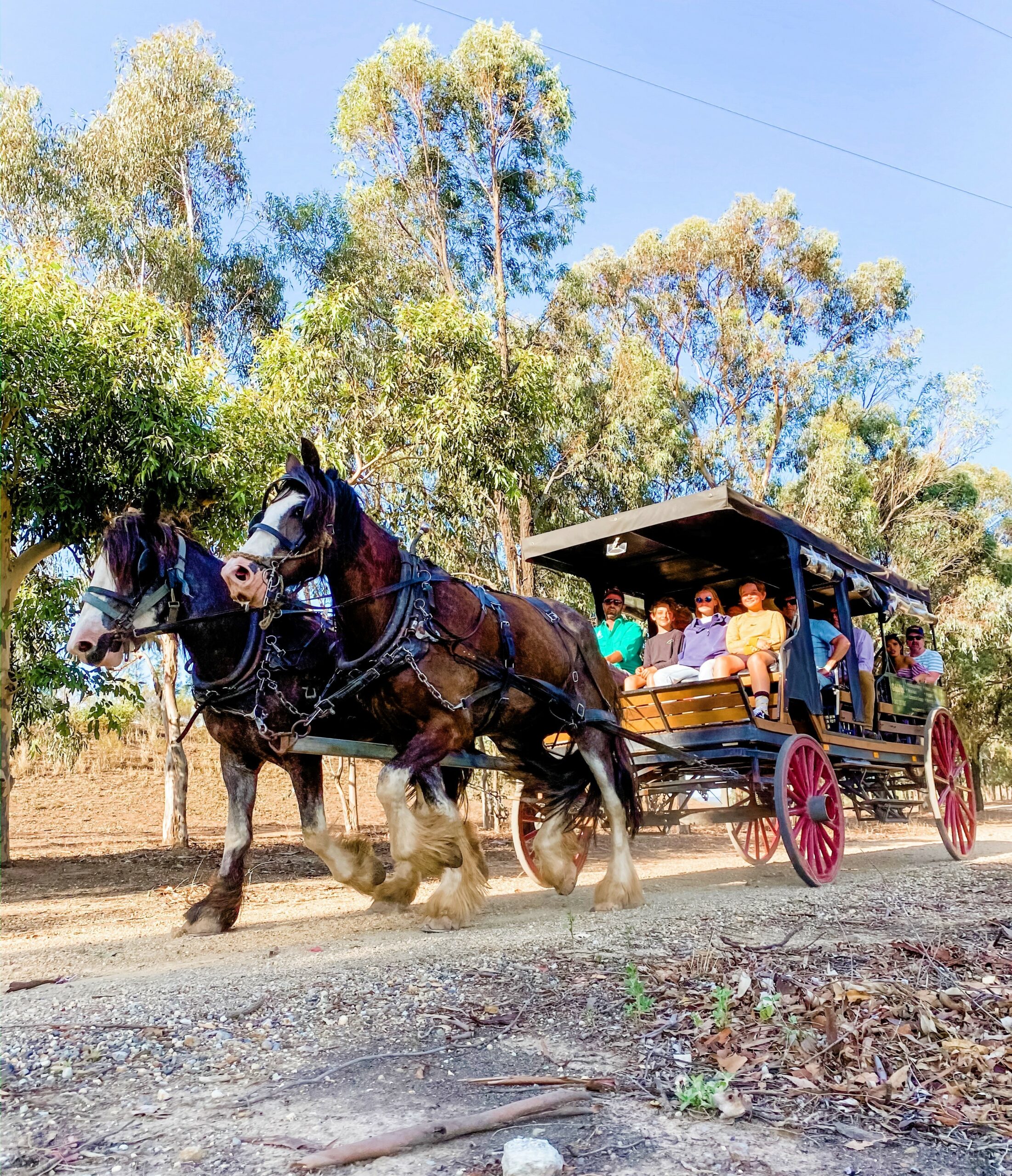 Taste The Valley – FULL DAY Horse Carriage Wine Tour with Lunch (minimum 4 people )