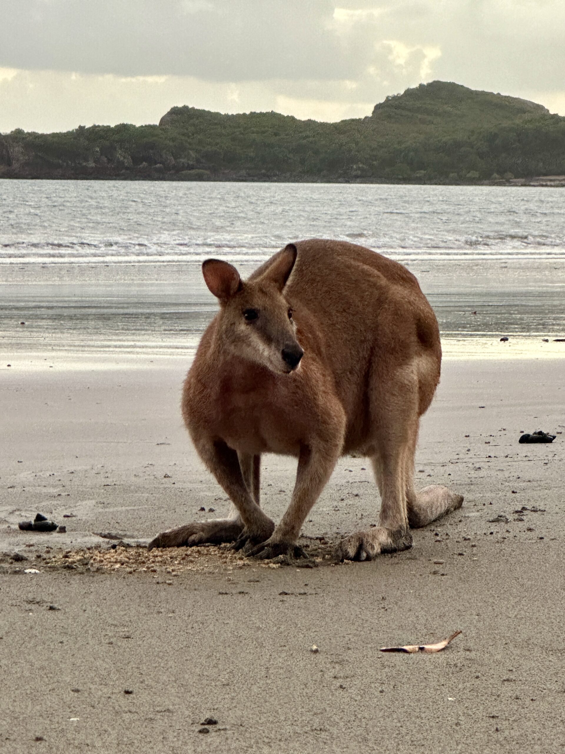 Beach Sunrise with the Wallabies