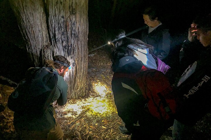 Small-Group Nocturnal Discovery Tour in Mandurah