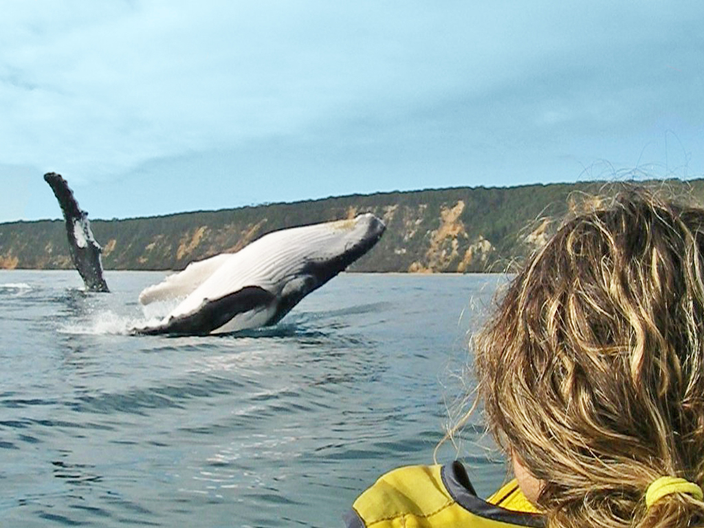 Noosa Dolphin View Sea Kayak & Beach 4X4 Adventure -  Day Tour