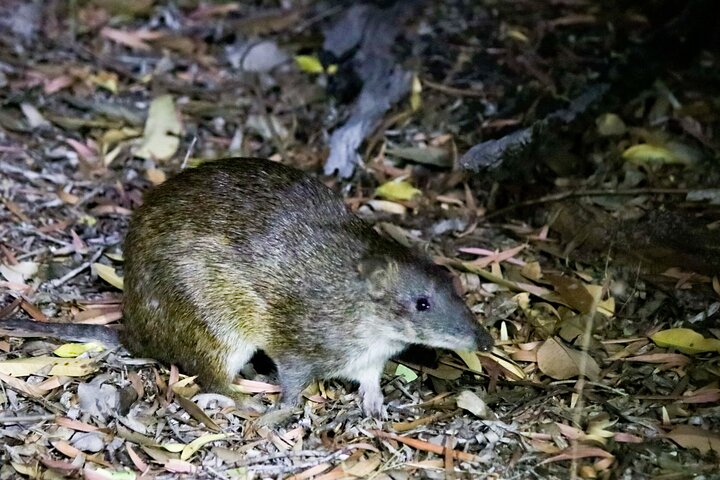 Small-Group Nocturnal Discovery Tour in Mandurah