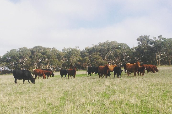 Waitpinga Farm Quad-Bike Tour