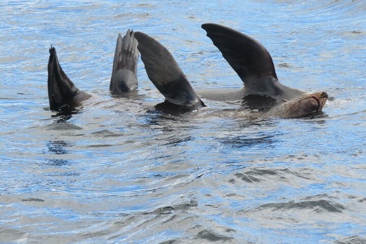 Three Hours Cruise in North Bruny Island