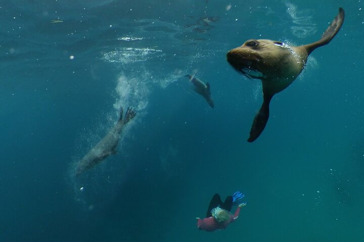 Seal & Dolphin Swim Tour