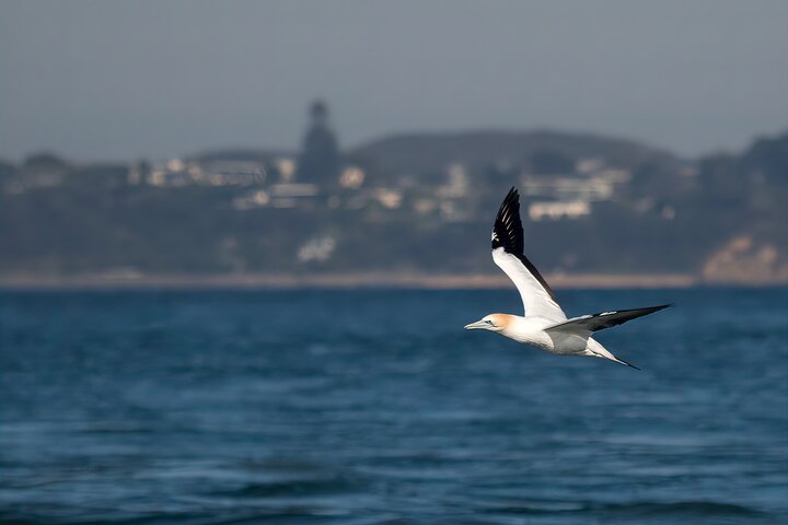 Local Wildlife Sightseeing Tours