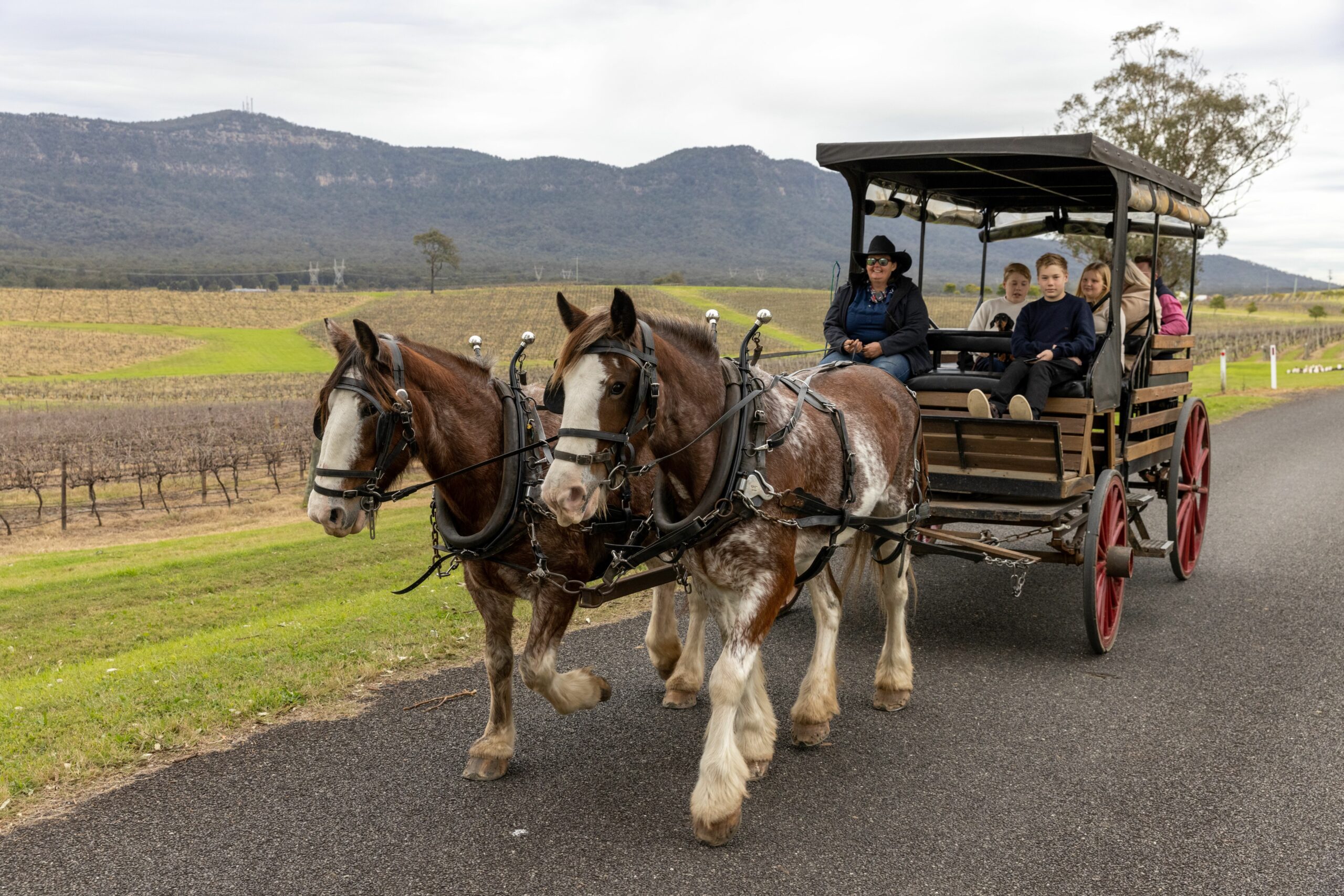 45-minute Vineyard Horse-Drawn Carriage Ride