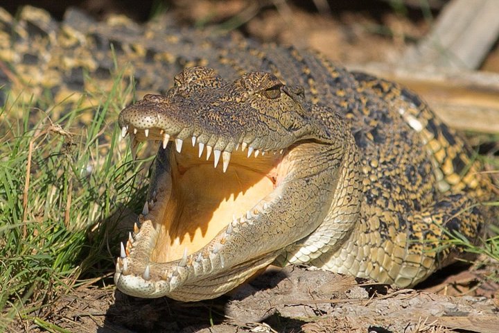 Corroboree Billabong Wetland Cruises - 2 hour Sunset Cruise