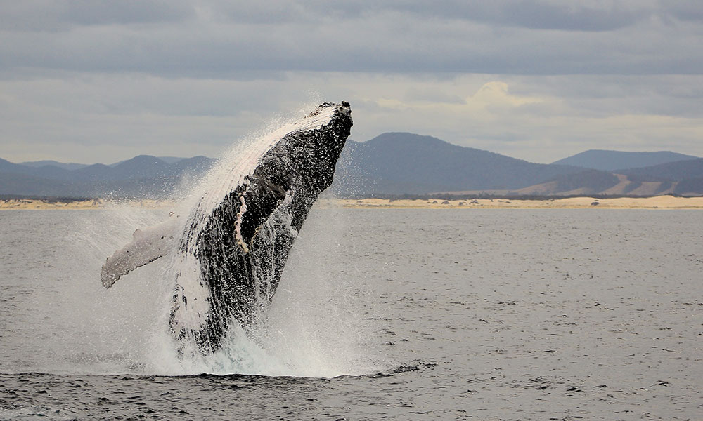 Whale Watching Cruise from Nelson Bay