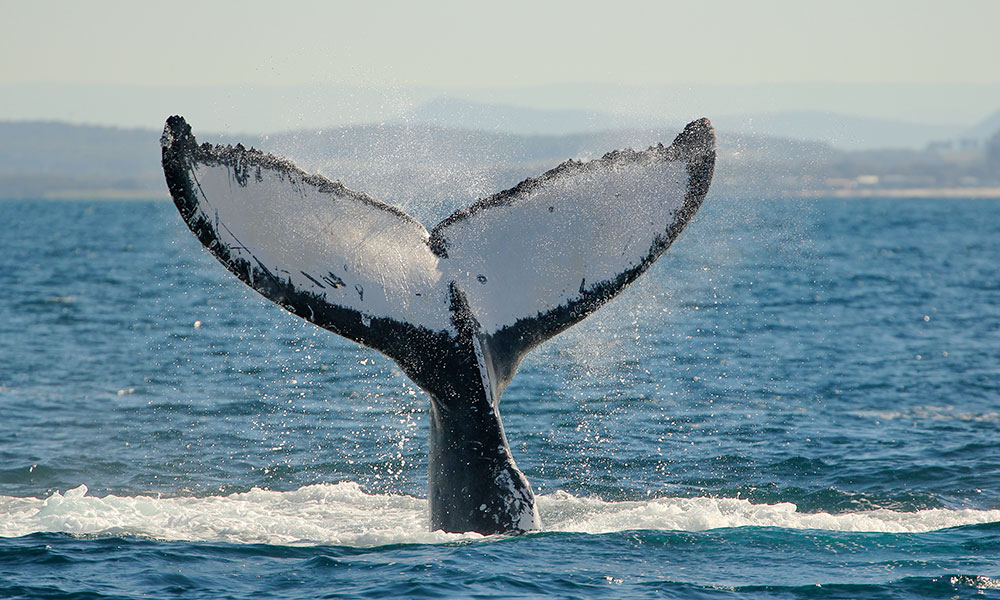 Whale Watching Cruise from Nelson Bay