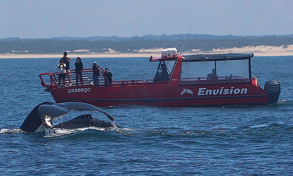 Whale Watching Cruise from Nelson Bay