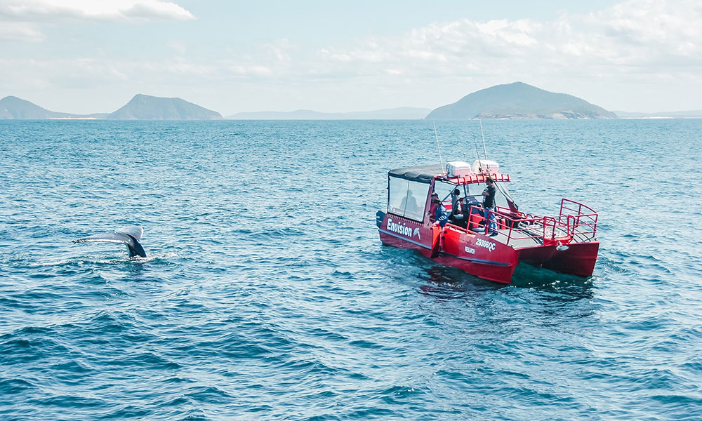 Whale Watching Cruise from Nelson Bay