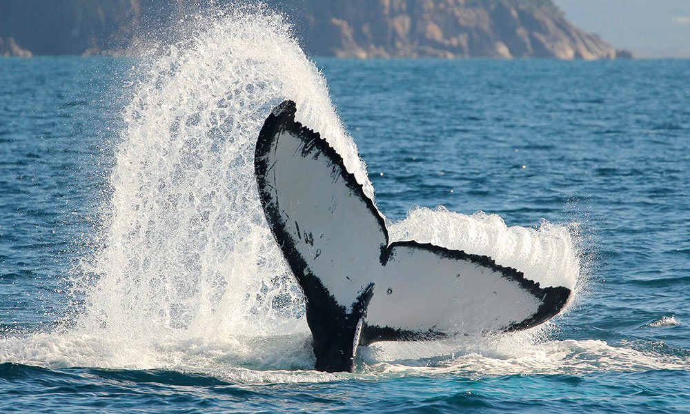 Whale Watching Cruise from Nelson Bay