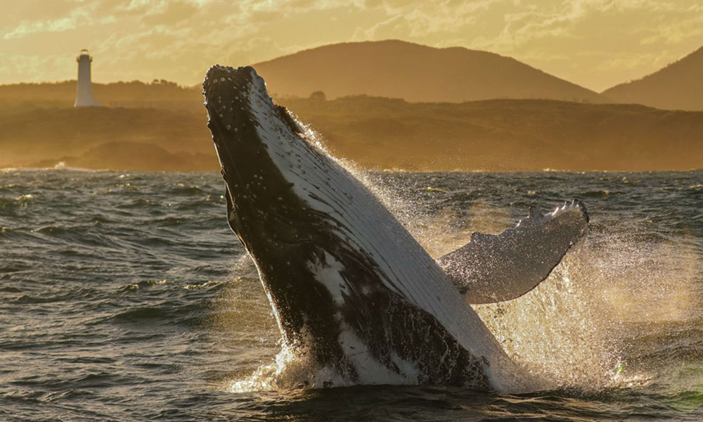 Whale Watching Cruise from Nelson Bay