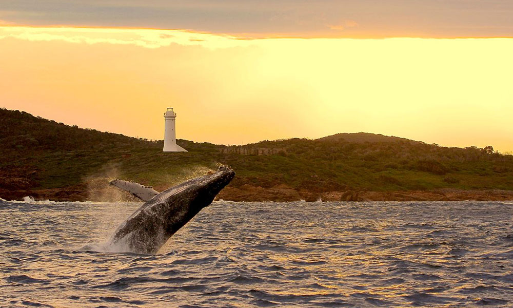 Whale Watching Cruise from Nelson Bay