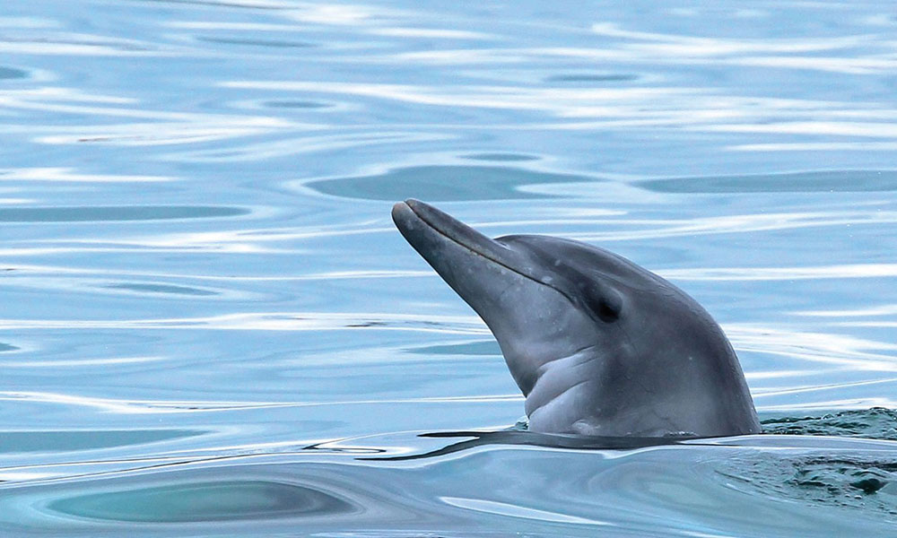 Marine Discovery Cruise with Snorkelling