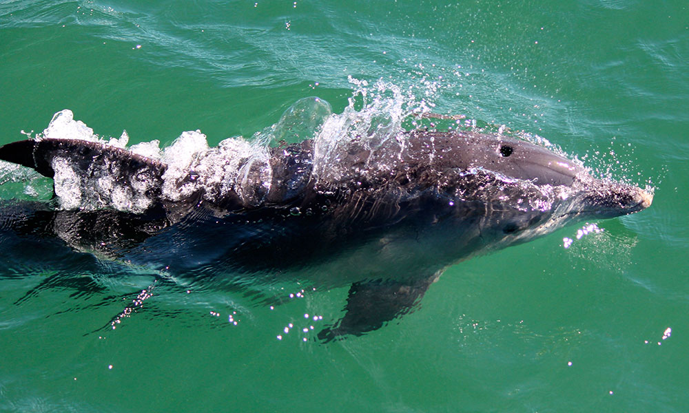 Marine Discovery Cruise with Snorkelling