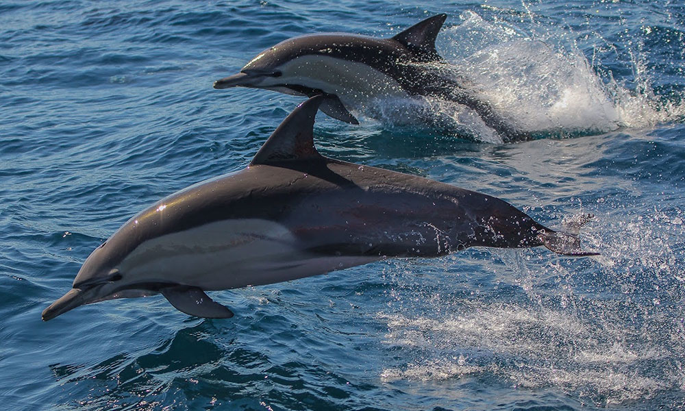 Marine Discovery Cruise with Snorkelling