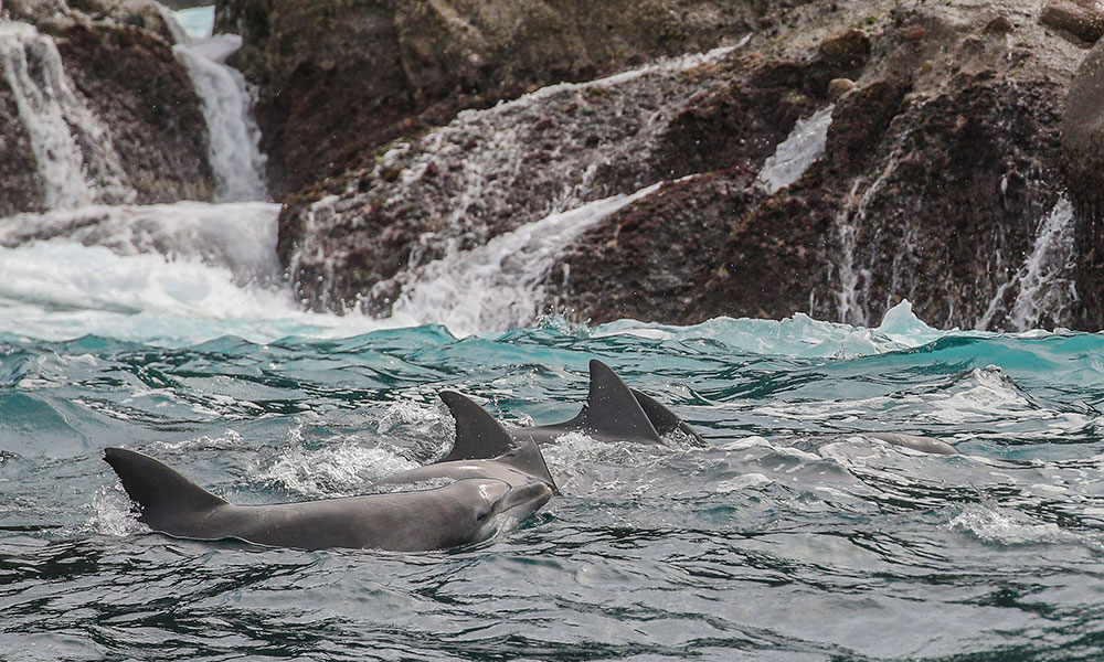 Dolphin Watching and Sailing Cruise Nelson Bay