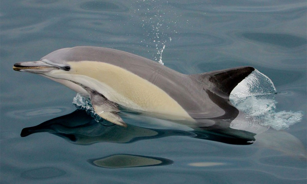 Dolphin Watching and Sailing Cruise Nelson Bay