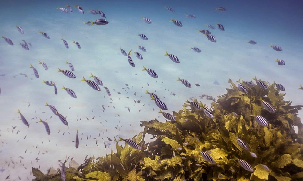 3-Hour Broughton Island Snorkel Cruise