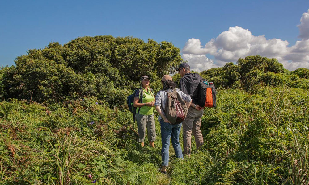 3.5-Hour Fingal Island and Lighthouse Eco Tour