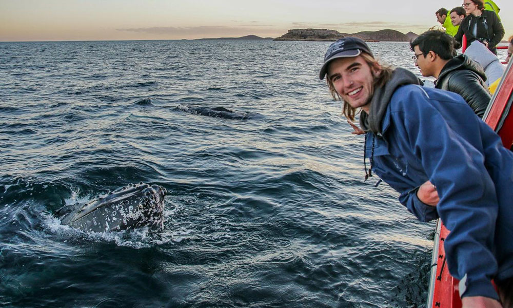 90-Minute Whale Watching Express Cruise