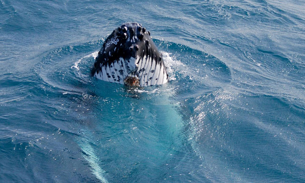 90-Minute Whale Watching Express Cruise