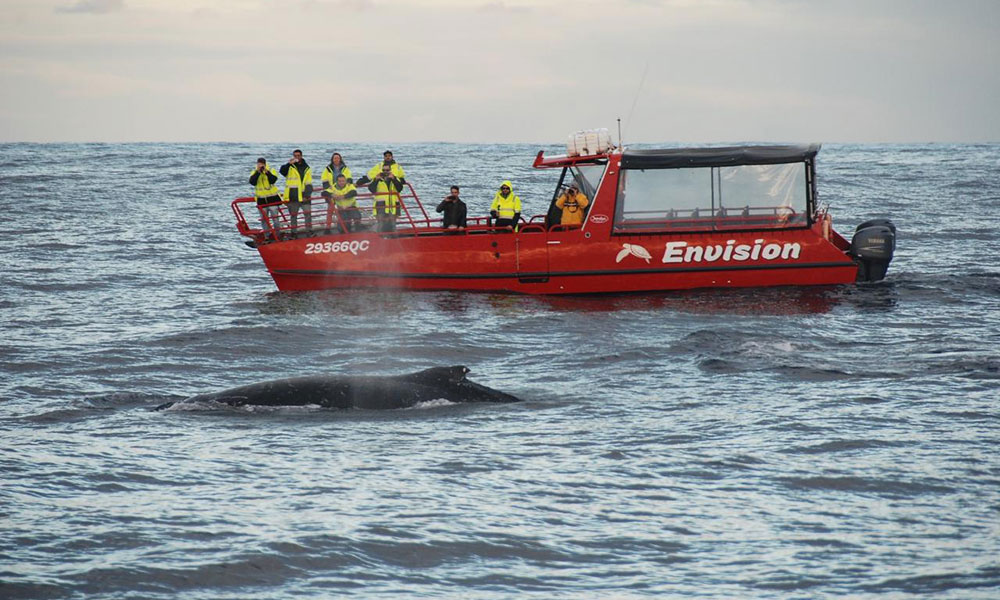 90-Minute Whale Watching Express Cruise