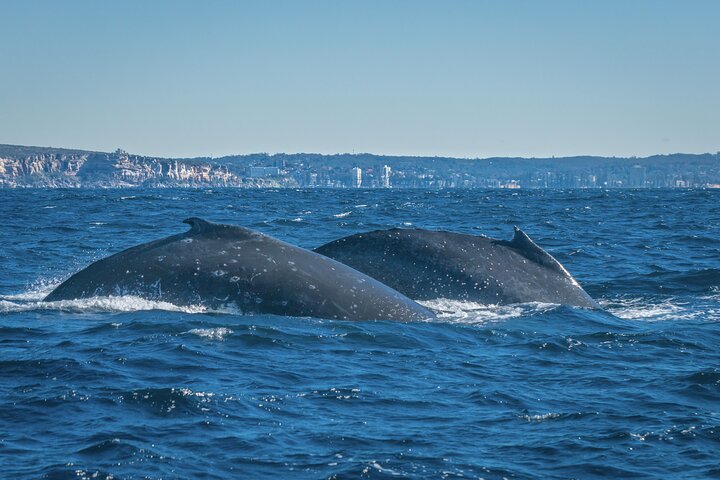Whales of Sydney Boat Safari