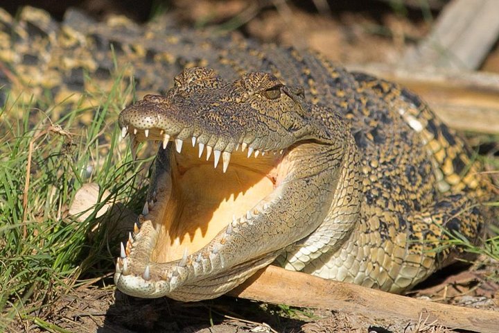 1 Day Corroboree Billabong Wetland Experience including 2.5 hour cruise + lunch