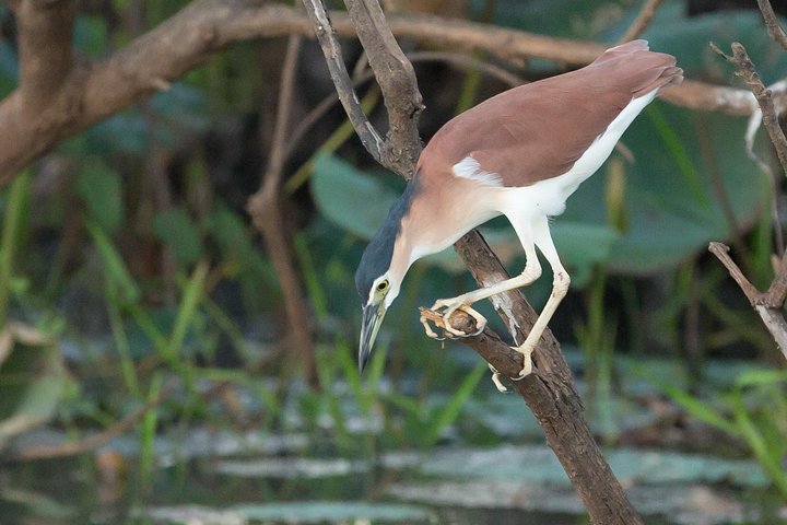 1 Day Corroboree Billabong Wetland Experience including 2.5 hour cruise + lunch