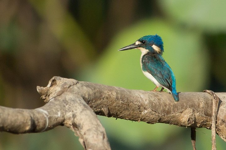 1 Day Corroboree Billabong Wetland Experience including 2.5 hour cruise + lunch