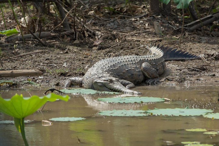 1 Day Corroboree Billabong Wetland Experience including 2.5 hour cruise + lunch