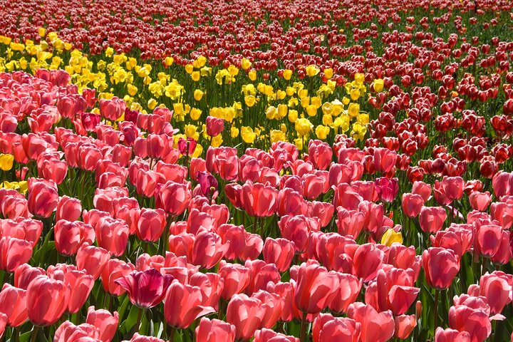 Canberra Day Trip from Sydney including Floriade Flower Festival in Spring