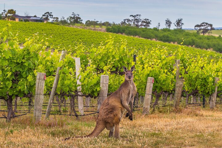 1-Day Yoga & Wine Retreat - A Taste of Wellness