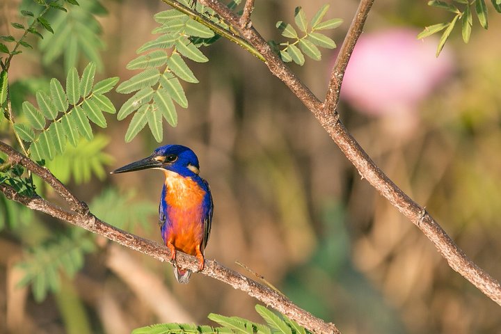 1 Day Corroboree Billabong Wetland Experience including 2.5 hour cruise + lunch