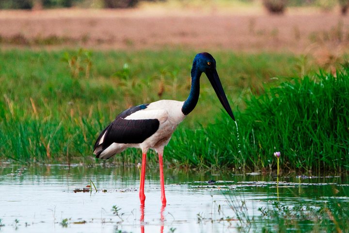 Corroboree Billabong Wetland Cruises - 2 hour Sunset Cruise