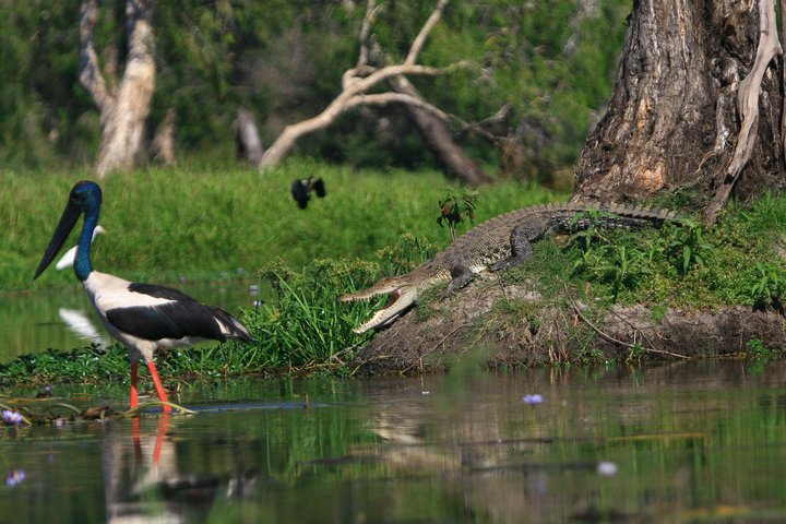 1 Day Corroboree Billabong Wetland Experience including 2.5 hour cruise + lunch
