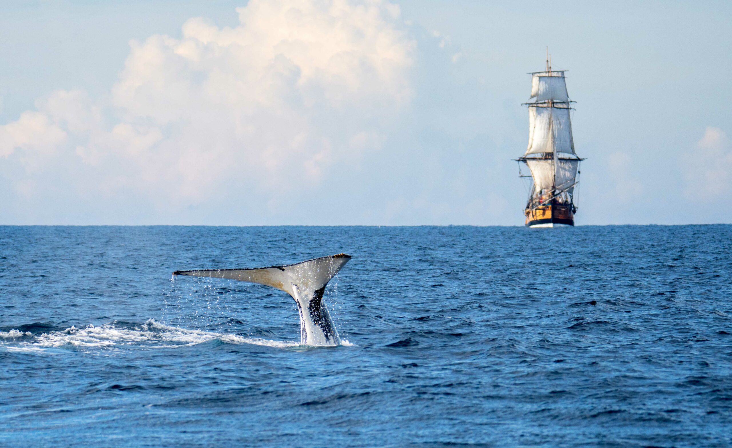 Ocean Whale Watching Experience