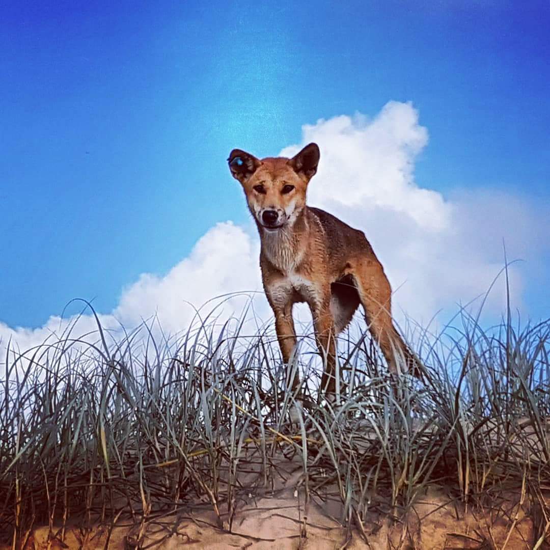 Fraser Island 5 Day Great Walk Adventure tour