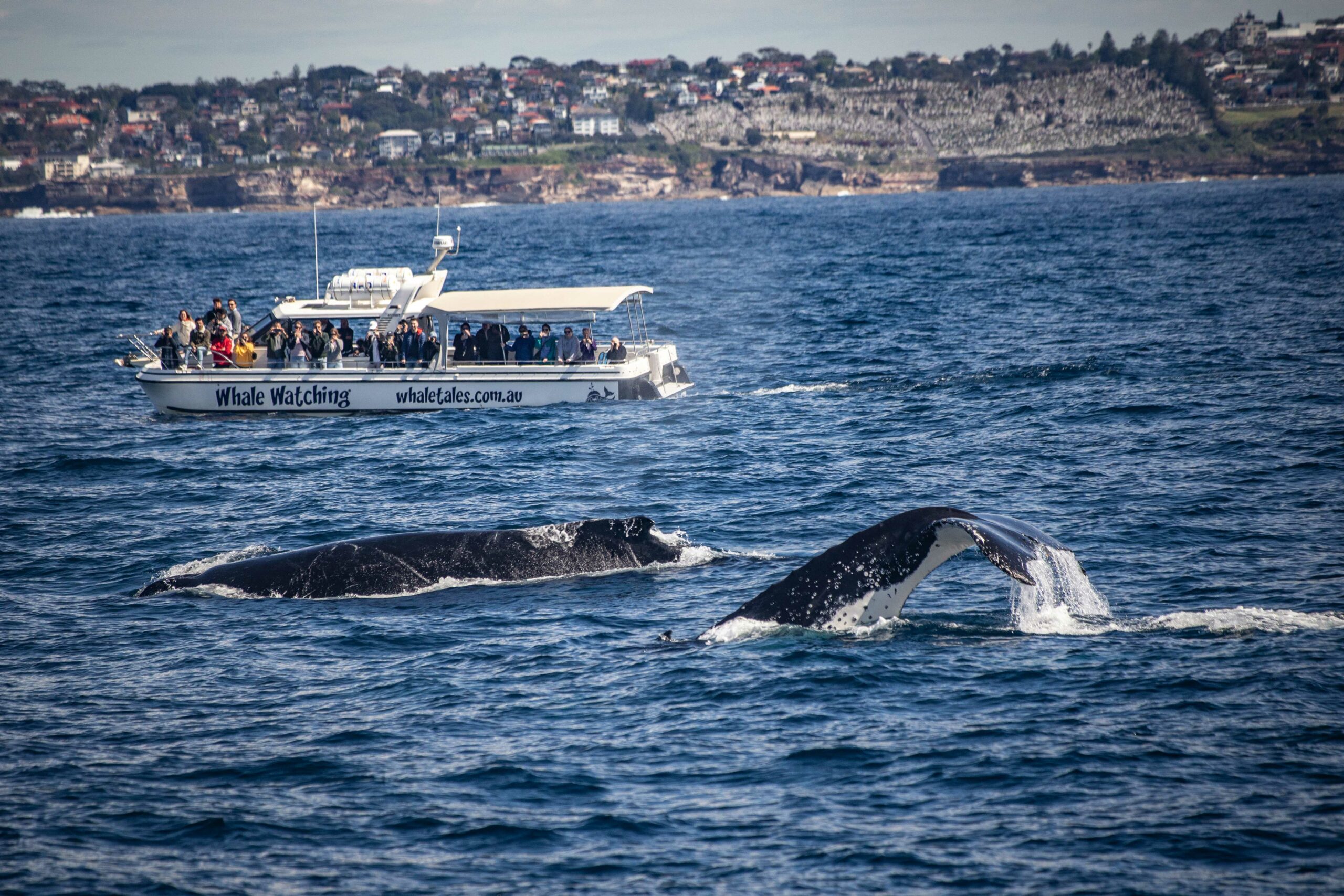 Ocean Whale Watching Experience