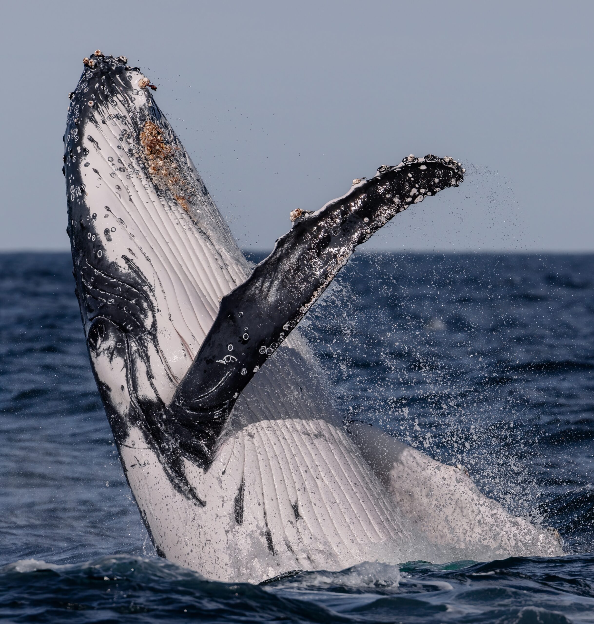 Ocean Whale Watching Experience