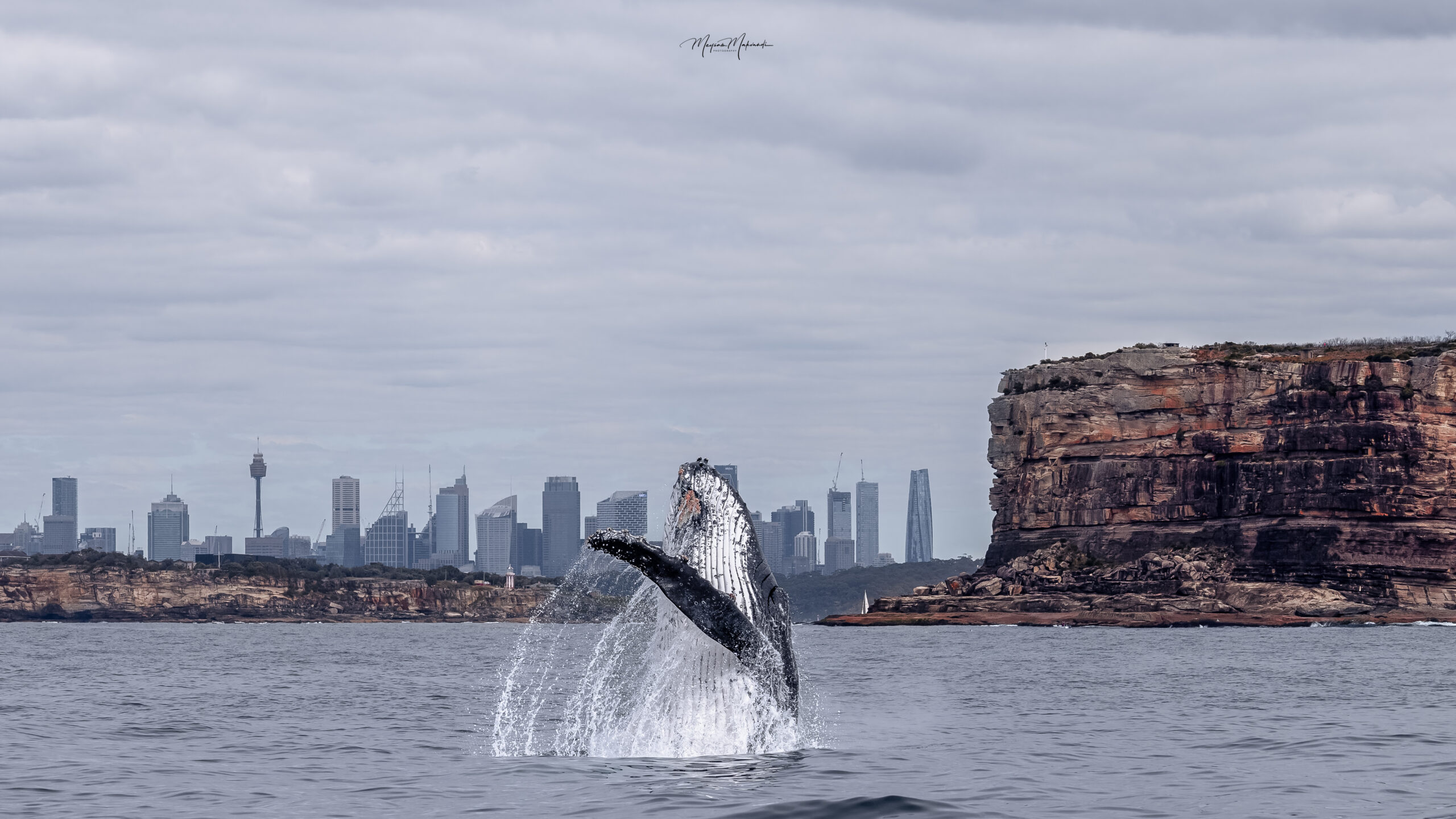 Ocean Whale Watching Experience