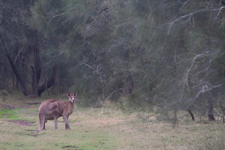 Kangaroos, mangroves and the ocean