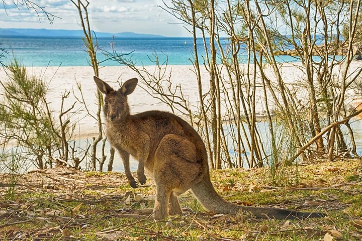 From Sydney: Jervis Bay South Coast Beach Day and Cycling