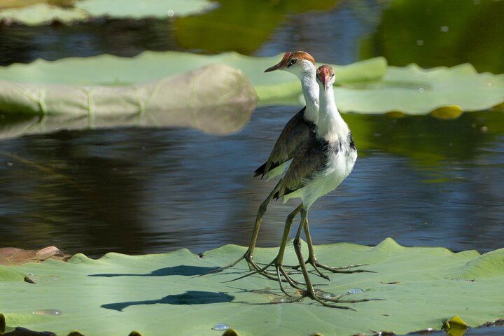 Corroboree Billabong 2.5 hour Lunch Cruise