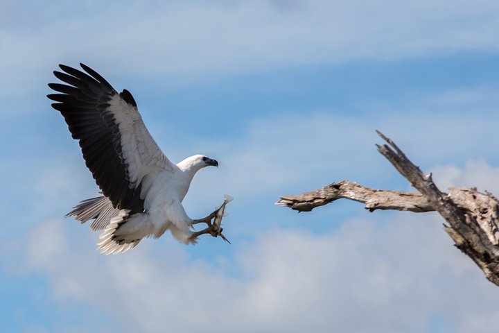 Corroboree Billabong Wetland Cruises - 1.5 hour Morning cruise